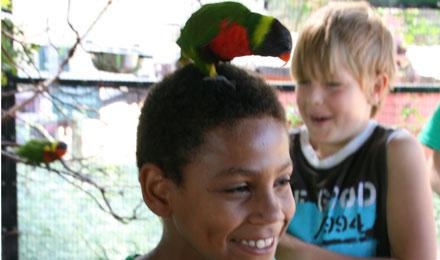 Lorikeet Boy