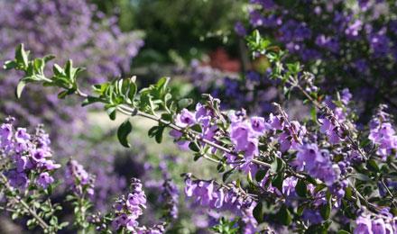 Purple Flowers2[1]