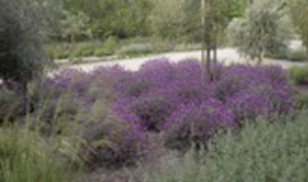 Purple Flowers[1]