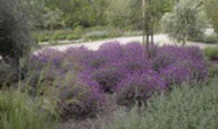 Purple Flowers[1]