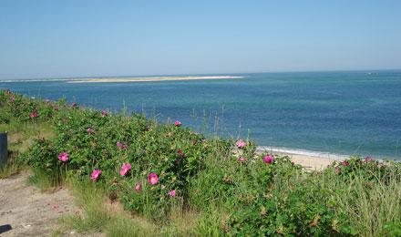 Cape Cod Summer