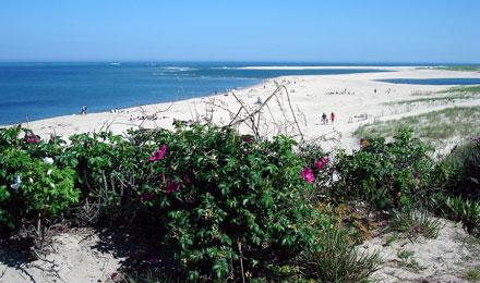 Cape Cod Summer2