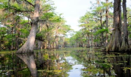 Bald Cypress Trees Swamp G I 178600991