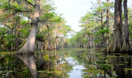 Bald Cypress Trees Swamp G I 178600991