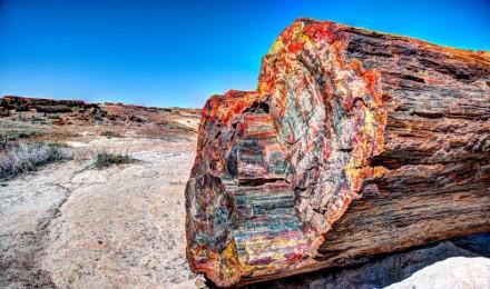 Petrified Forest National Park (Based On Group Location)