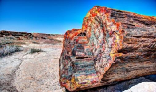 Petrified Forest National Park (Based On Group Location)