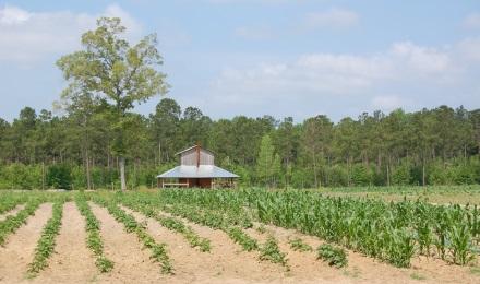 Crops