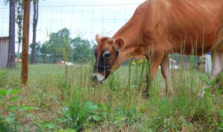 Daisythe Milk Cow