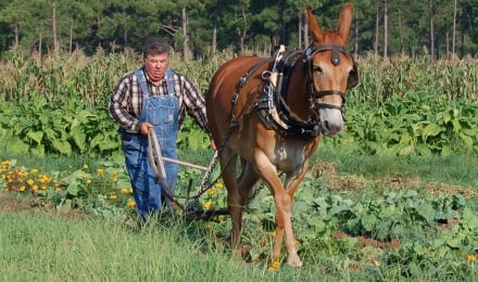 Plowing With Minnie The Mule