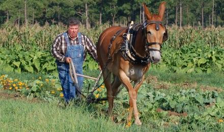 Plowing With Minnie The Mule
