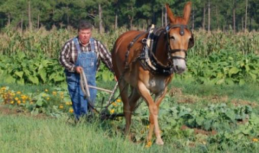 Plowing With Minnie The Mule