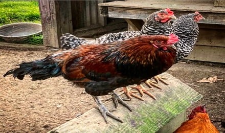 Chickens