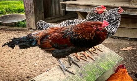 Chickens