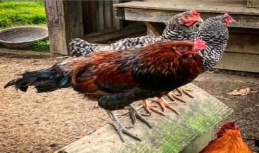 Chickens