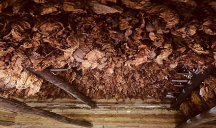 Cured Tobacco
