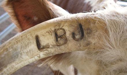 Branded Lbj Steer Horn