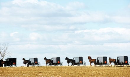 Amish Buggies Lancaster