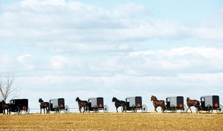 Amish Buggies Lancaster