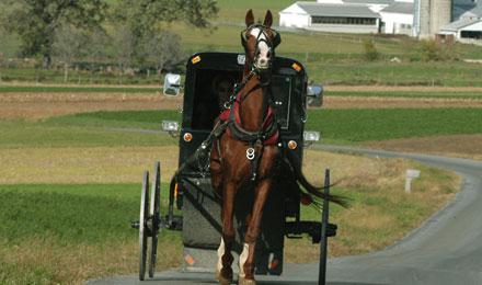 Amish Buggy2