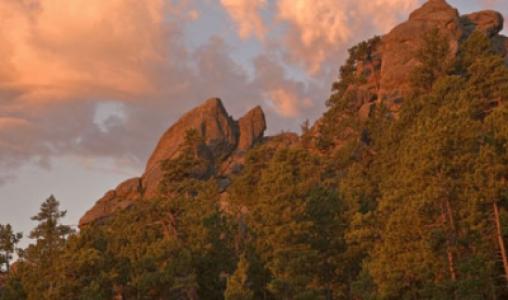 Tour Of Wildlife Loop Road At Custer State Park