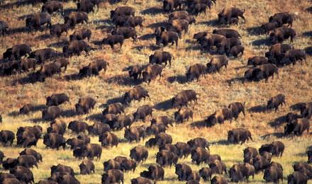 Custer State Park Buffalo