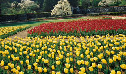 Biltmore Estate North Carolina4