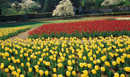 Biltmore Estate North Carolina4