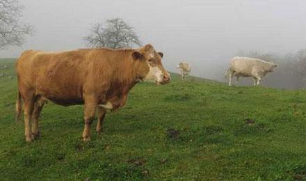 Blue Ride Parkway Cow