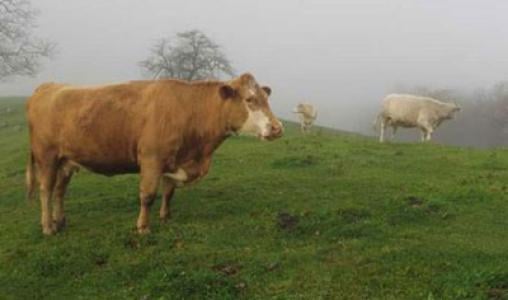 Blue Ride Parkway Cow