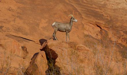 Valley Of Fire State Park6