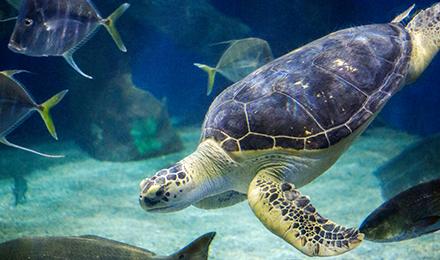 Sea Turtle