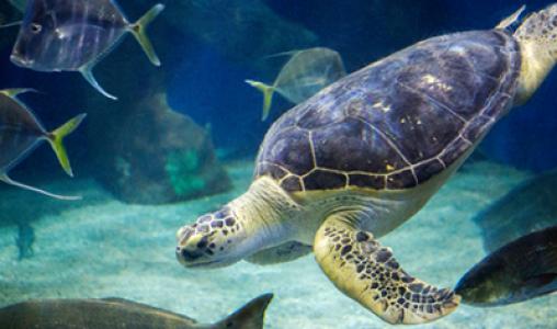 Sea Turtle