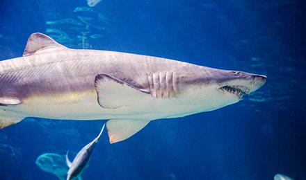 Tiger Shark