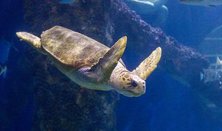06 V A Loggerhead
