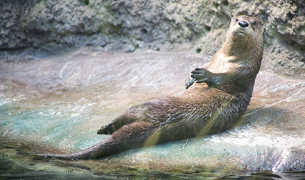 07 V A River Otter