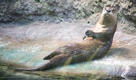 07 V A River Otter