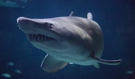 08 V A Sand Tiger Shark
