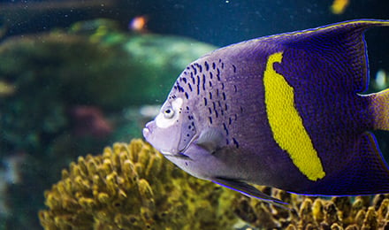 Angelfish