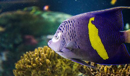 Angelfish