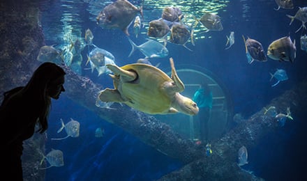 Turtle