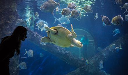 Turtle