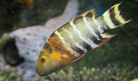 Breast Wrasse